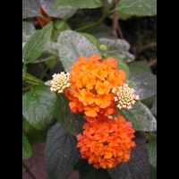 Lantana - Lantana camara (fam Verbenacee) (Amerique tropicale) (03)